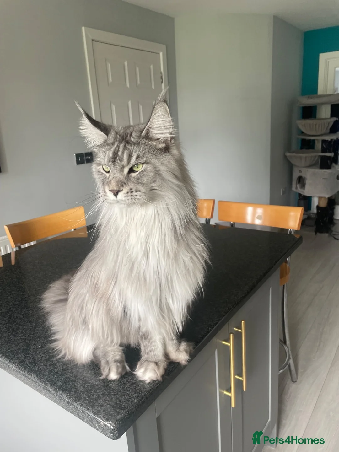 Maine Coon cats for sale: Storm in Abingdon - Advert 7