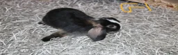 Mini Lop rabbits for sale: 5 Mini Lop / Mini Plush Babies - Advert 18