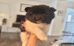 Akita dogs for sale: Quality Family Raised American Akita Puppies - Image 1