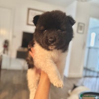 Akita dogs Quality Family Raised American Akita Puppies - Advert 4