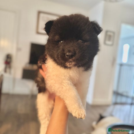 Akita dogs - Advert 1