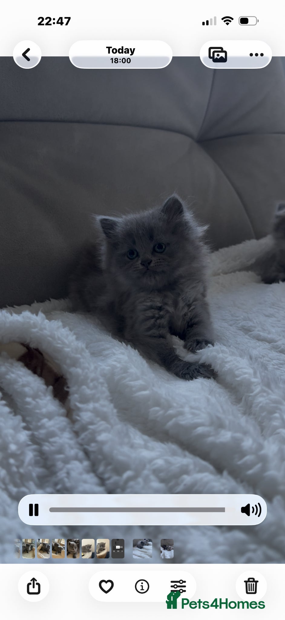 Scottish Fold cats Scottish fold fluffy straightears female ready now - Advert 6