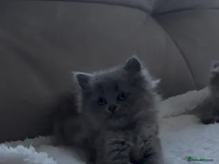 Scottish Fold cats Scottish fold fluffy straightears female ready now - Advert 6