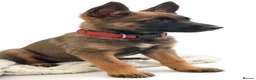 Belgian Shepherd Dog dogs for sale: Belgium malinos  puppy - Advert 1
