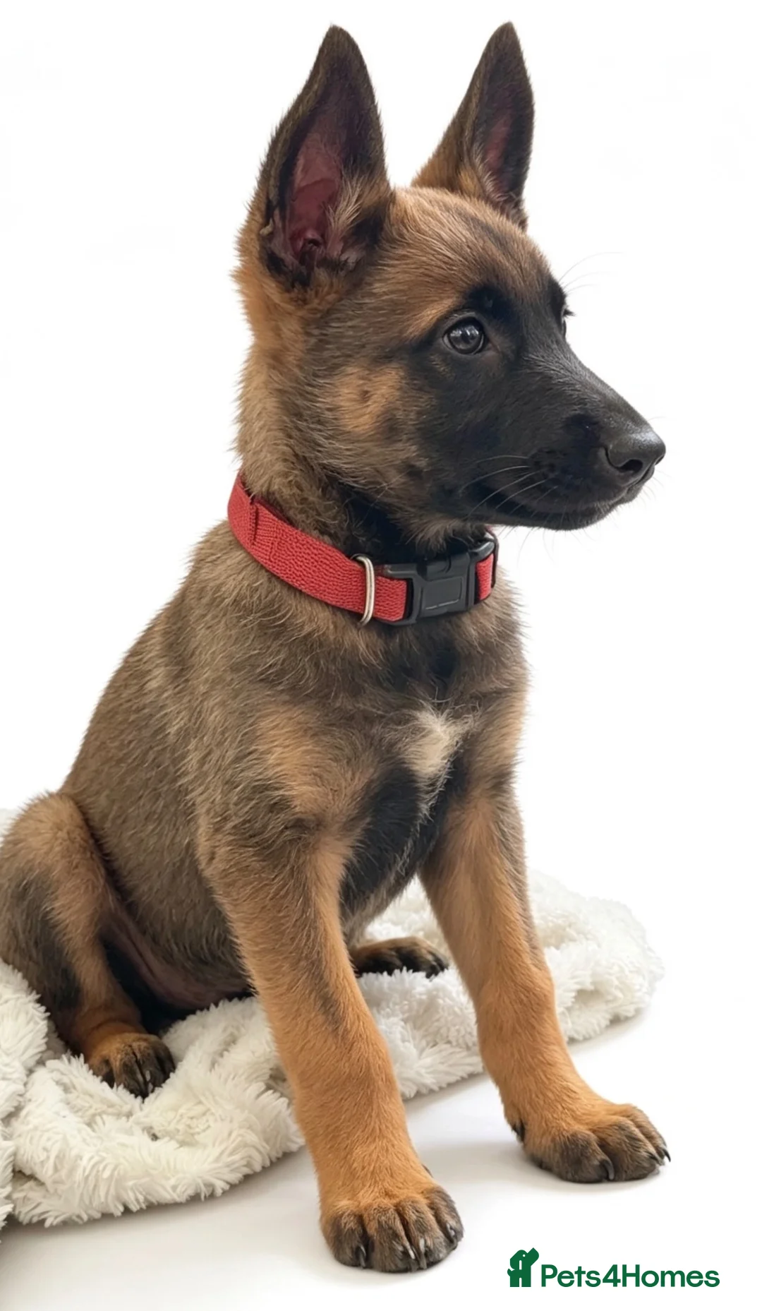 Belgian Shepherd Dog dogs for sale: Belgium malinos  puppy - Advert 1