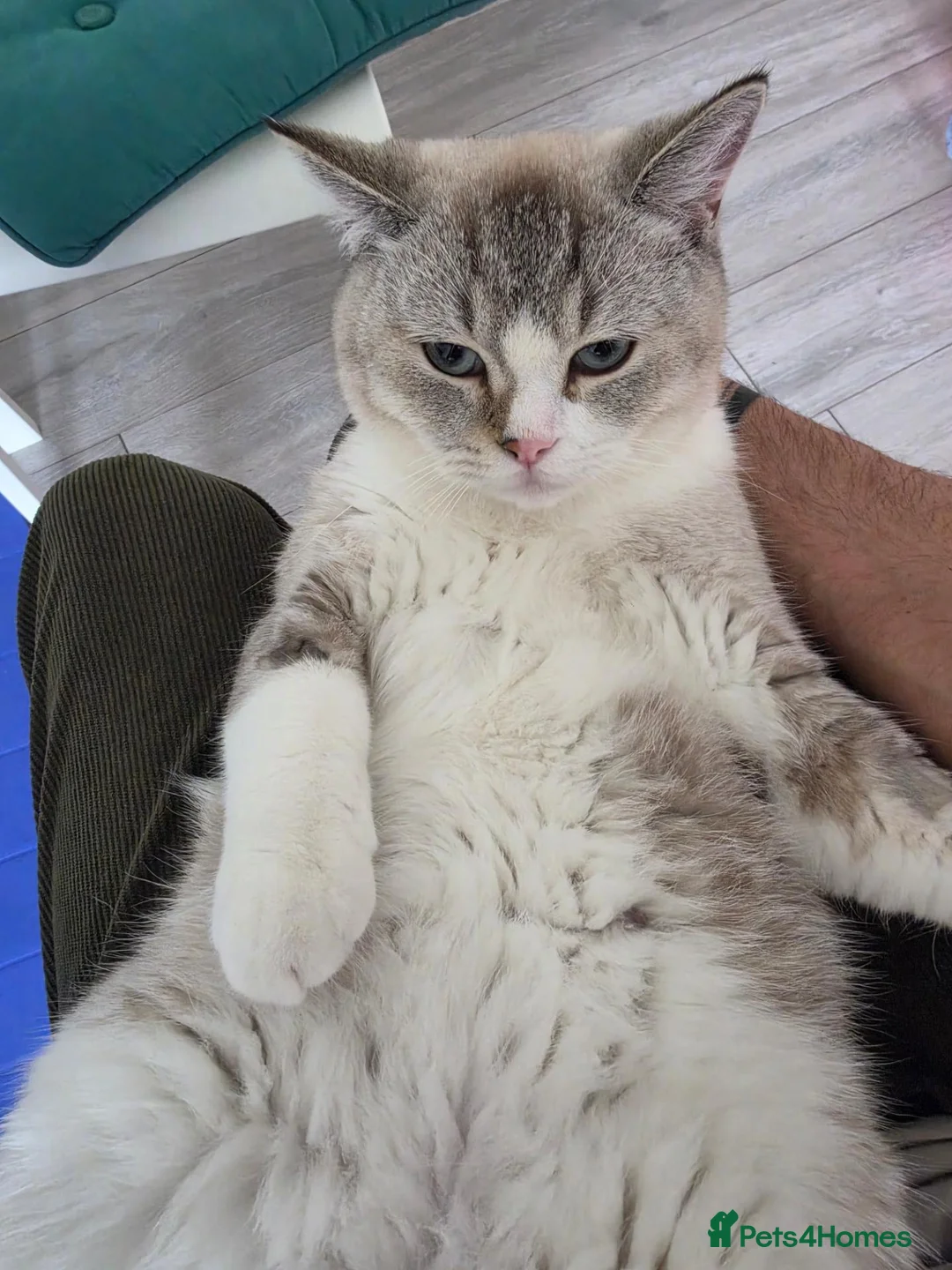 British Shorthair cats for sale: Lovely 7months old British Shorthair - Advert 4