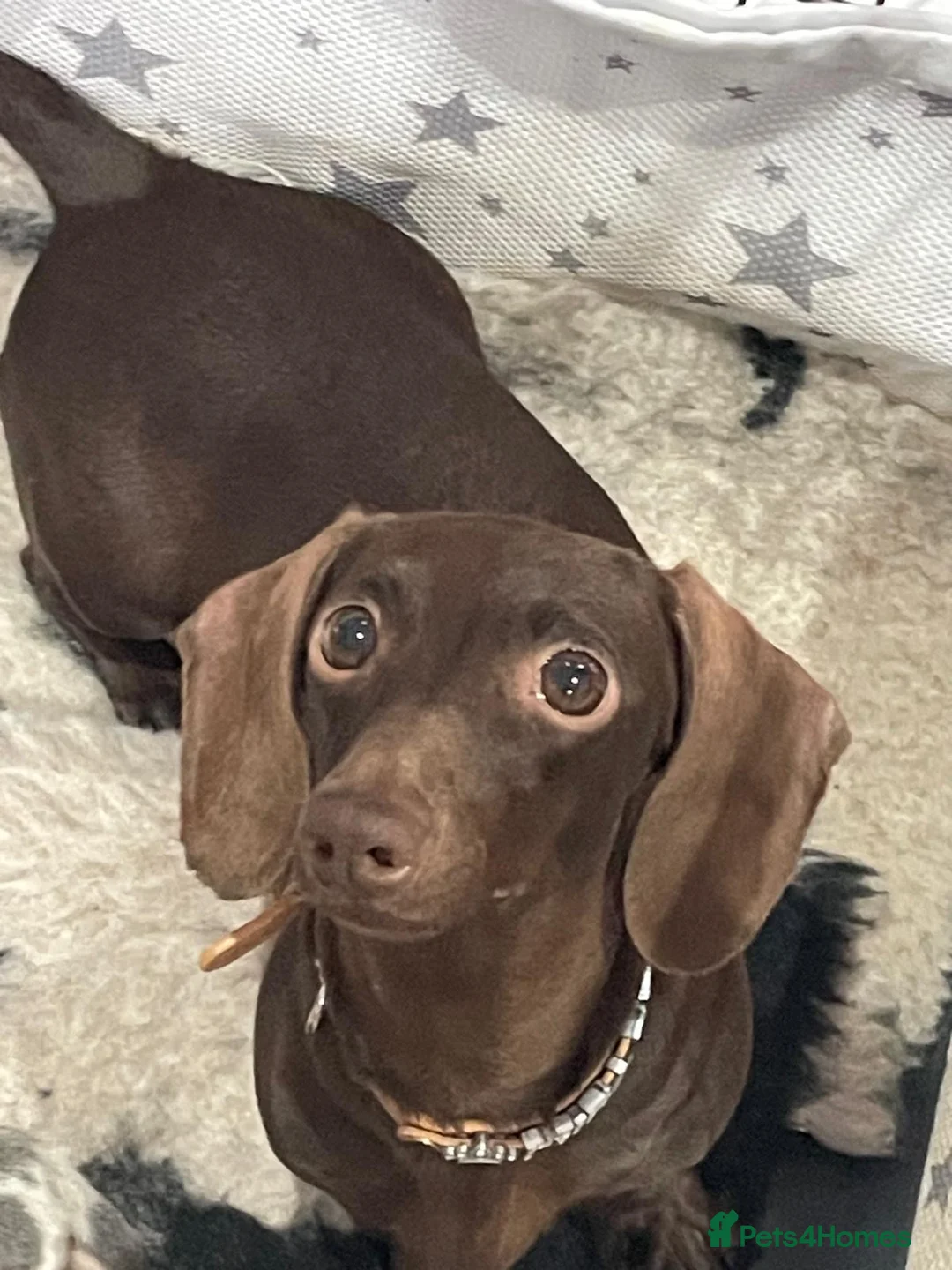 Miniature Dachshund dogs for sale: 5 Miniature Daschund Boys - Advert 2