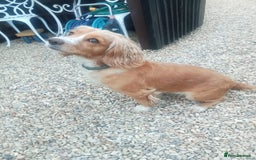 Cocker Spaniel dogs for sale: Working cocker spaniel puppies  - Image 11