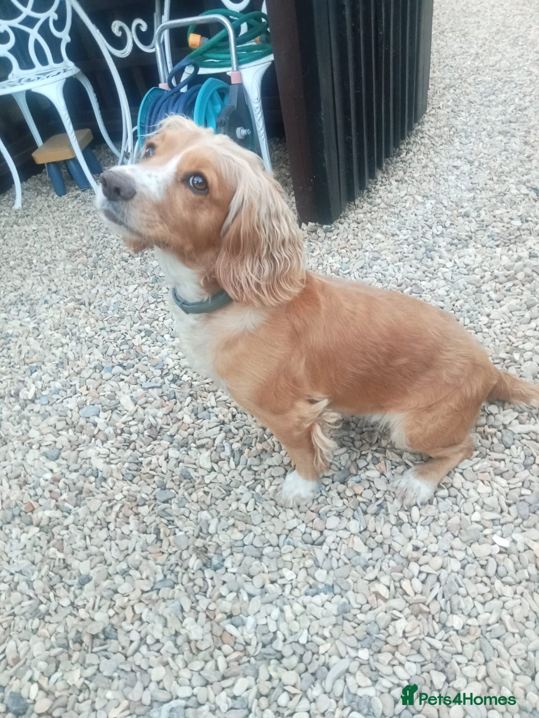 Cocker Spaniel dogs for sale: Working cocker spaniel puppies  - Image 11