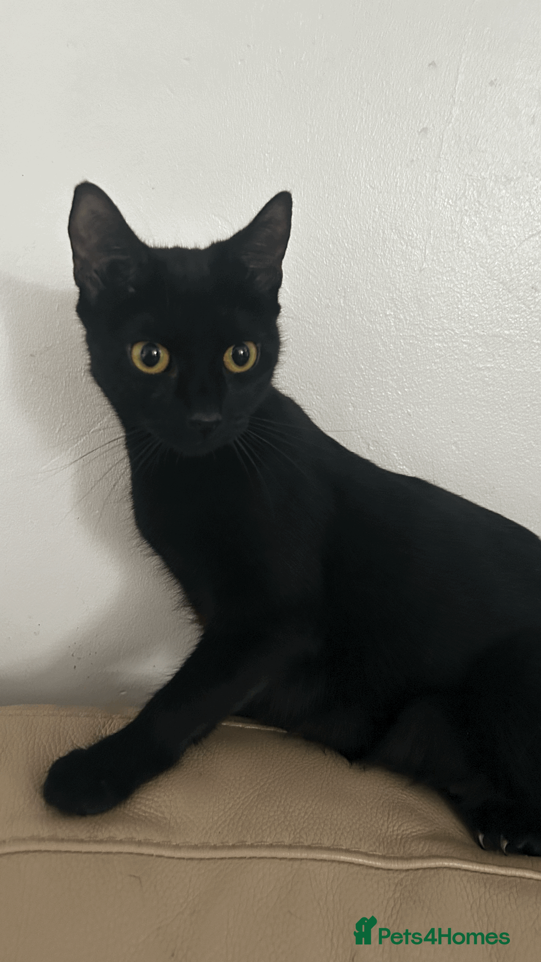 European cats for sale: 7 beautiful tabby/black kittens - Advert 8