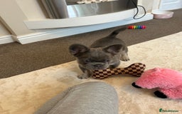 French Bulldog dogs for sale: Kc registered french bulldog pups fluffy Isabella  - Image 3