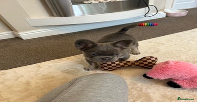 French Bulldog dogs - Advert 15