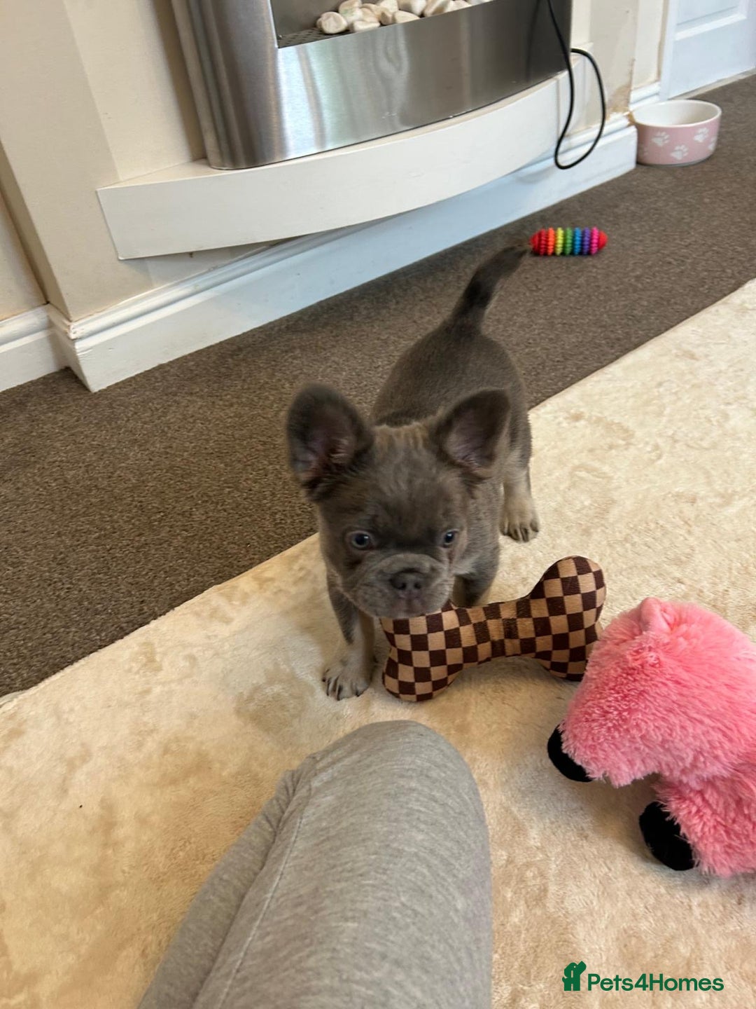 French Bulldog dogs for sale: Kc registered french bulldog pups fluffy Isabella  - Image 3