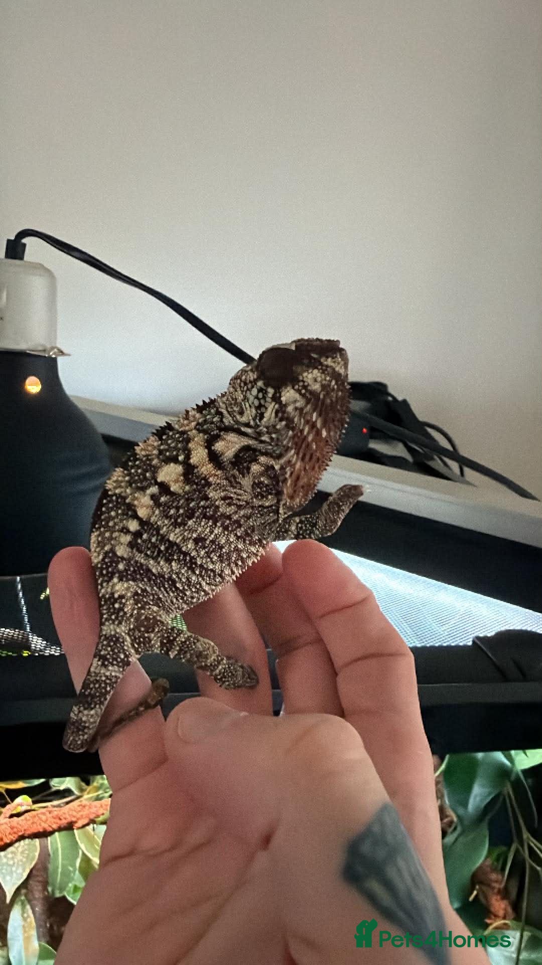 Chameleon reptiles Panther Chameleon  - Advert 18