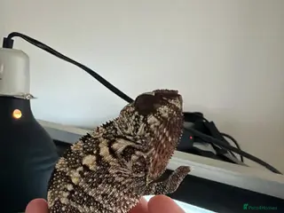 Chameleon reptiles Panther Chameleon - Advert 18