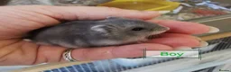 Hamster rodents for sale: Baby Winter white dwarf hamsters  - Advert 10