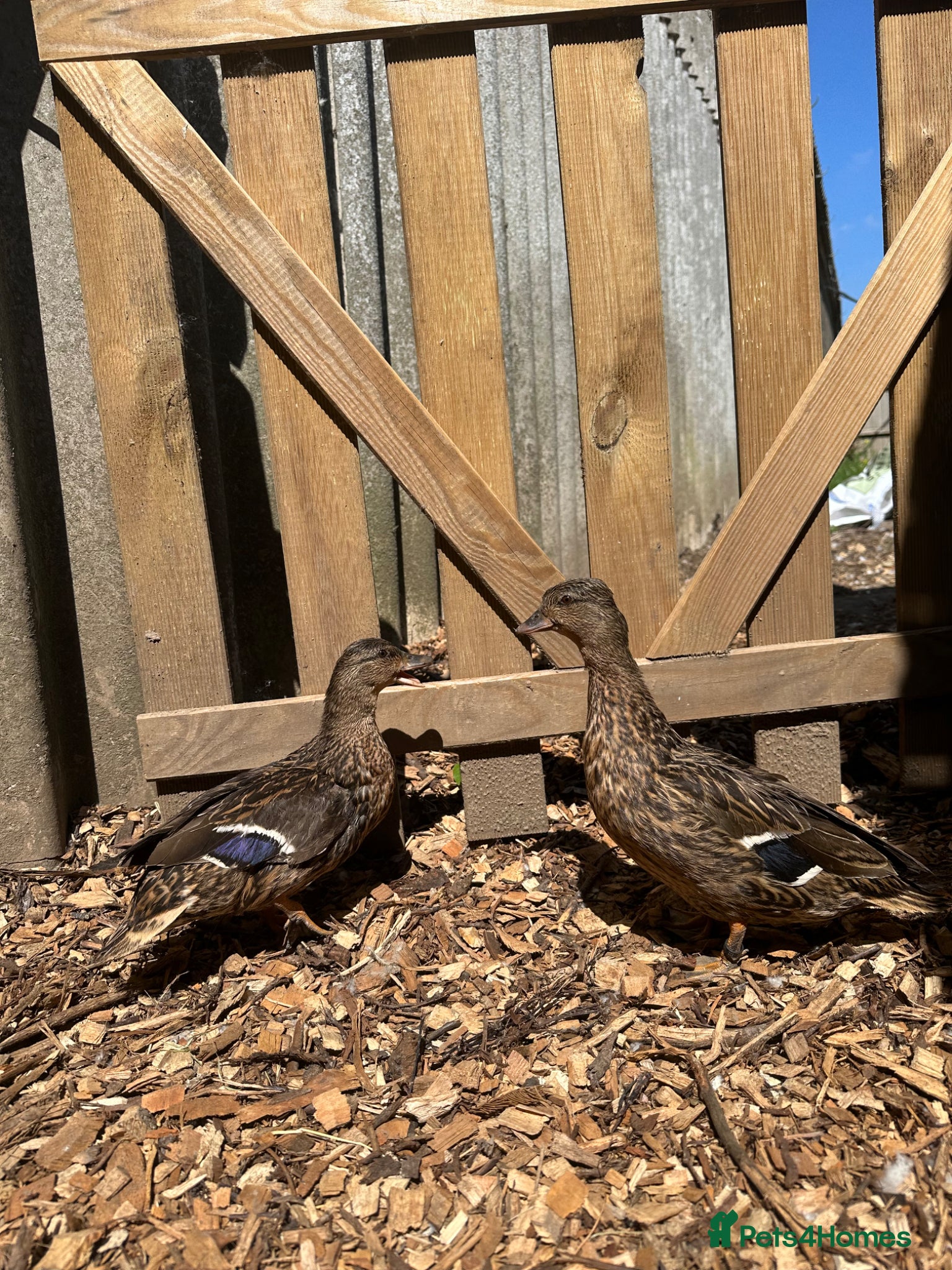 Ducks poultry Show quality Call ducks for sale  - Advert 2
