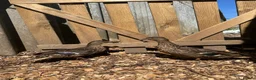 Ducks poultry for sale: Show quality Call ducks for sale  - Advert 2