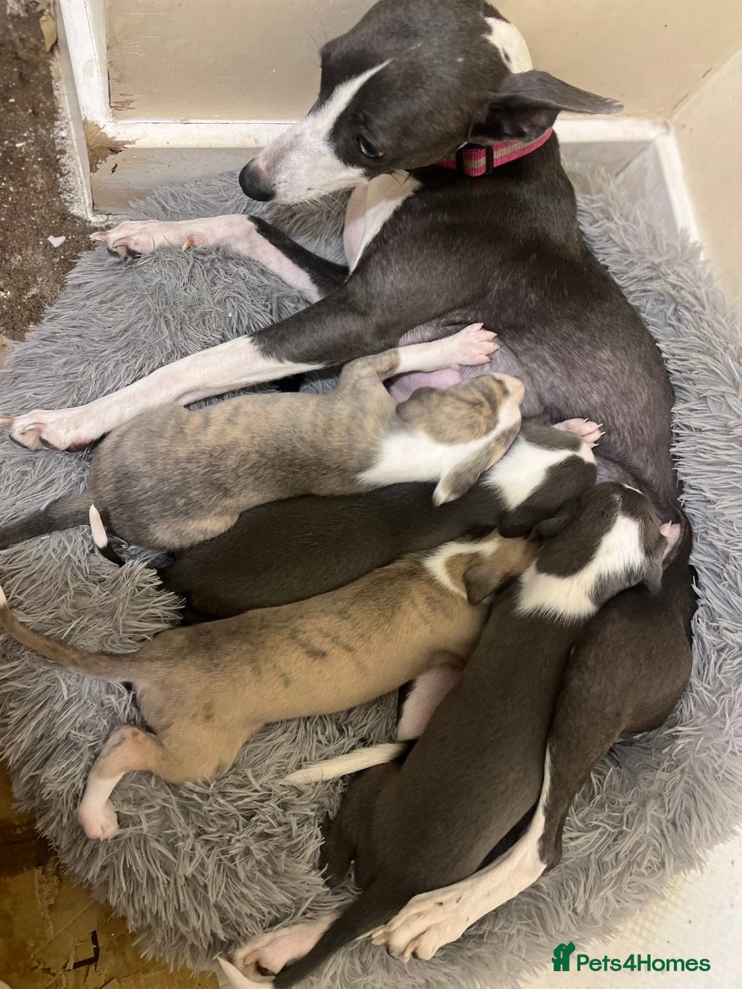 Whippet dogs for sale: Four beautiful whippet puppies - Advert 6