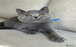 British Shorthair cats for sale: Beautiful kittens  - Image 3