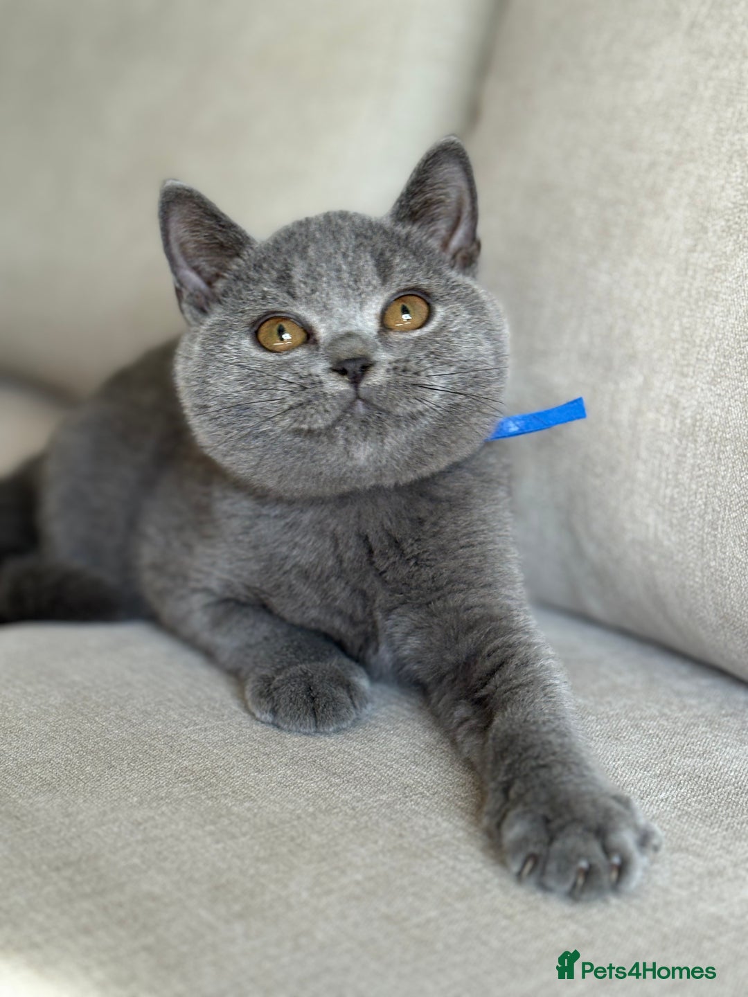 British Shorthair cats for sale: Beautiful kittens  - Image 3