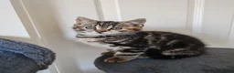 Mixed Breed cats for sale: ❤️ Bengal Tortoiseshell mix litter of 3 Girls ❤️  - Advert 13