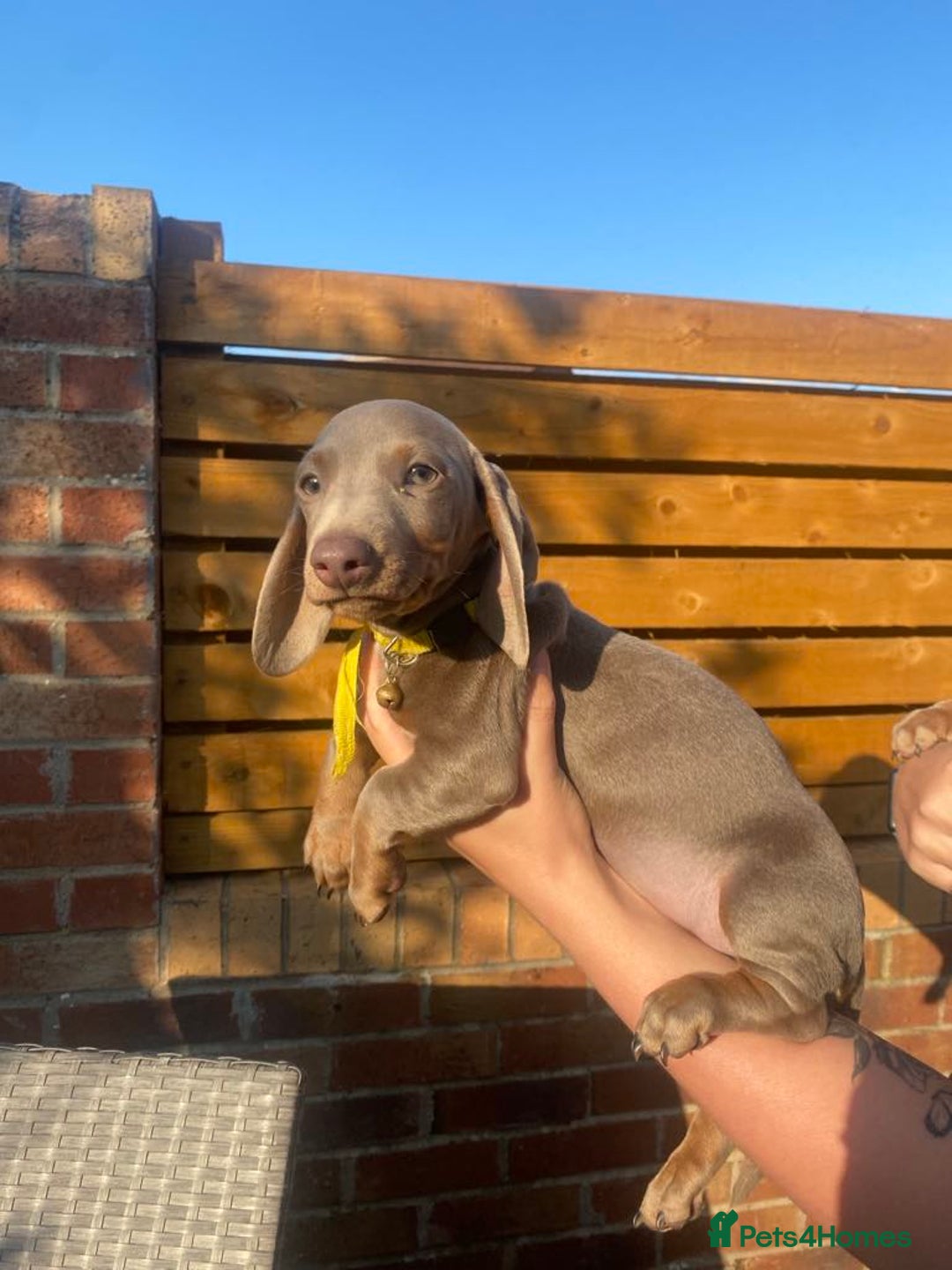 Dachshund dogs for sale: Beautiful Dachshund Puppies REDUCED  - Image 7