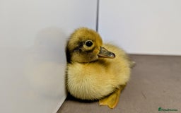 Ducks poultry for sale: 14 Welsh Harlequin Ducklings - Image 8