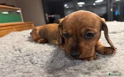 Dachshund dogs for sale: Short backed wire-haired dachshunds - Image 10