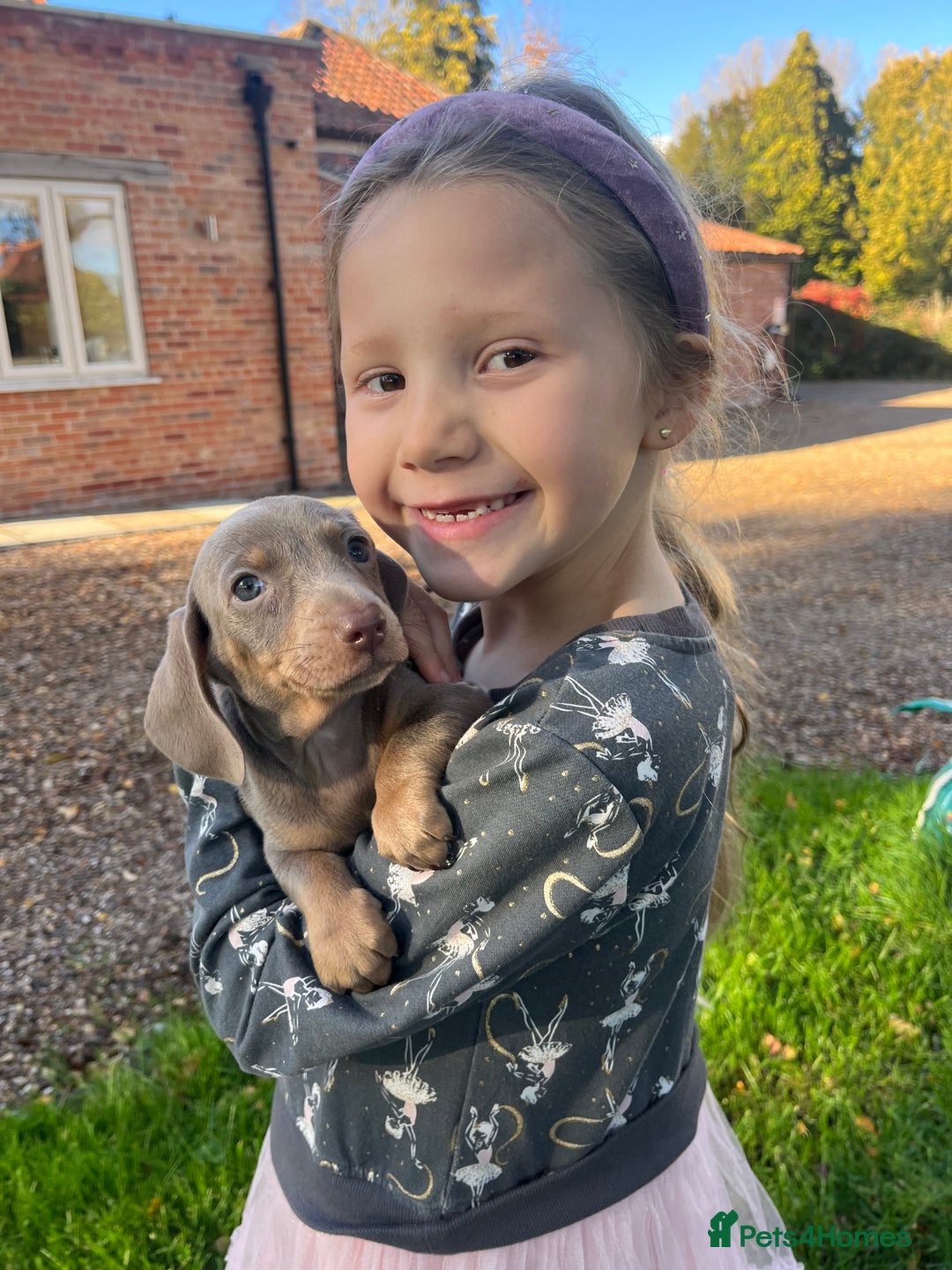 Miniature Dachshund dogs for sale: READY NOW Miniature Daschund puppies  - Image 1