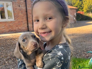 Miniature Dachshund dogs - Advert 20