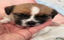 Mixed Breed dogs for sale: Beautiful puppies  - Image 7