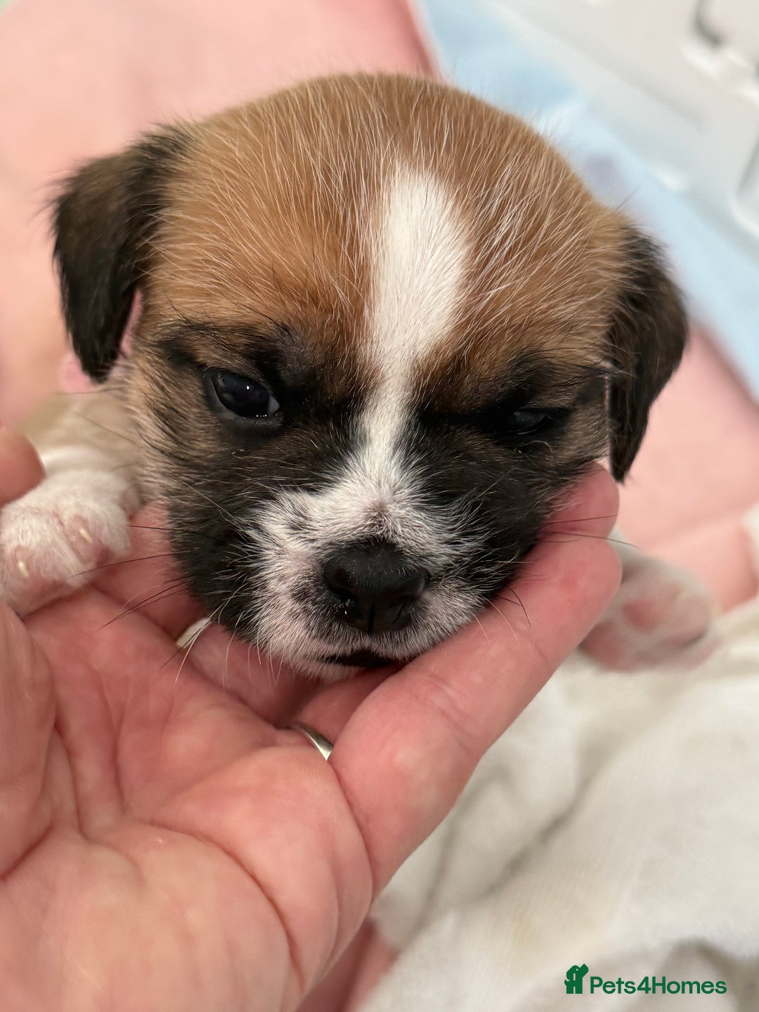 Mixed Breed dogs for sale: Beautiful puppies  - Image 7