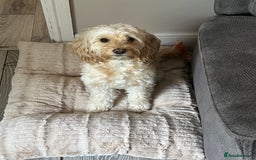 Cockapoo dogs for sale: New home needed for Priya  - Image 1