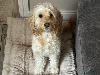 Cockapoo dogs for sale - Advert 1