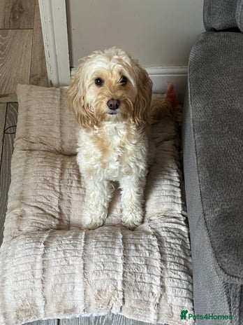 Cockapoo dogs - Advert 11