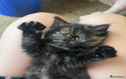 Mixed Breed cats for sale: 2 beautiful female kittens  - Image 1