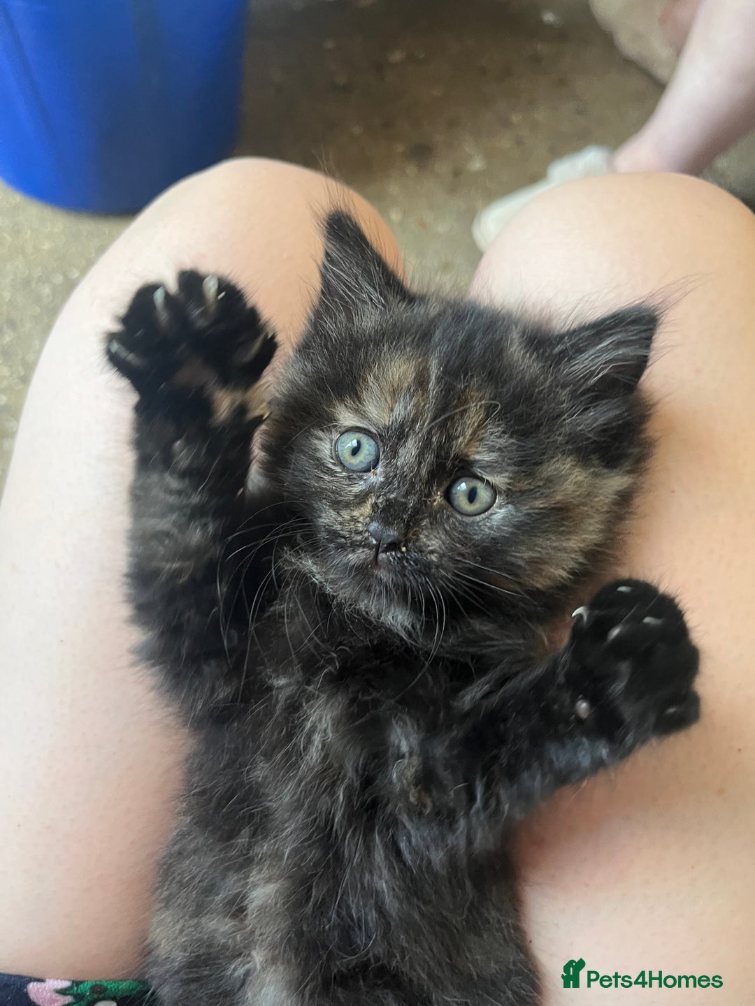 Mixed Breed cats for sale: 2 beautiful female kittens  - Image 1