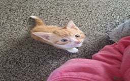 Mixed Breed cats for sale: Beautiful kittens  - Image 4