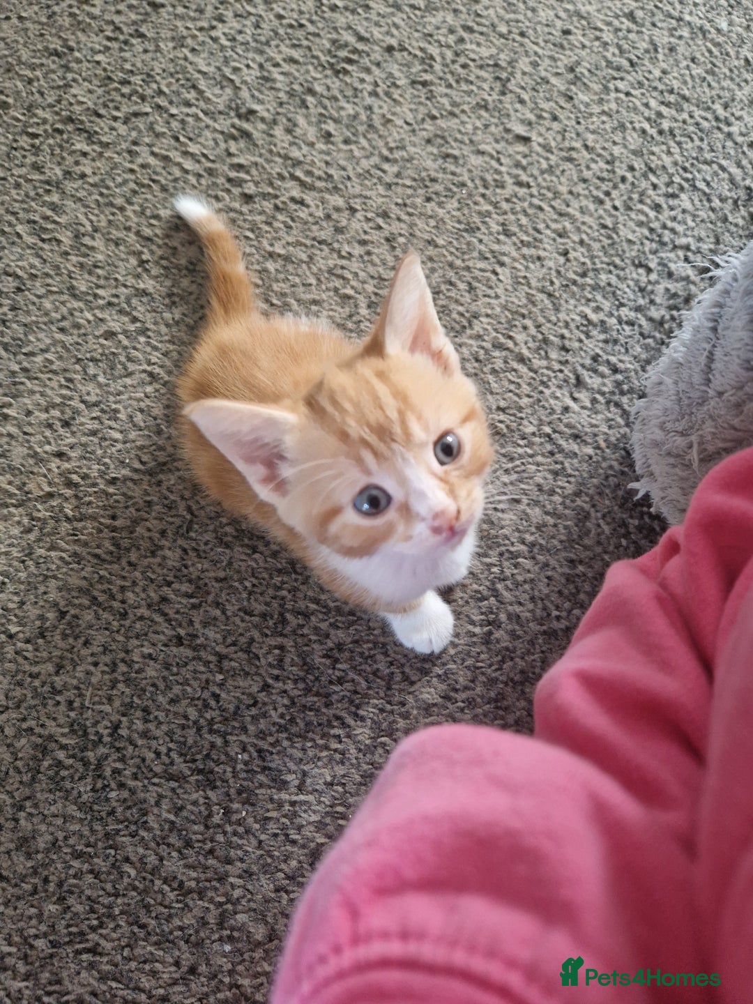Mixed Breed cats for sale: Beautiful kittens  - Image 4