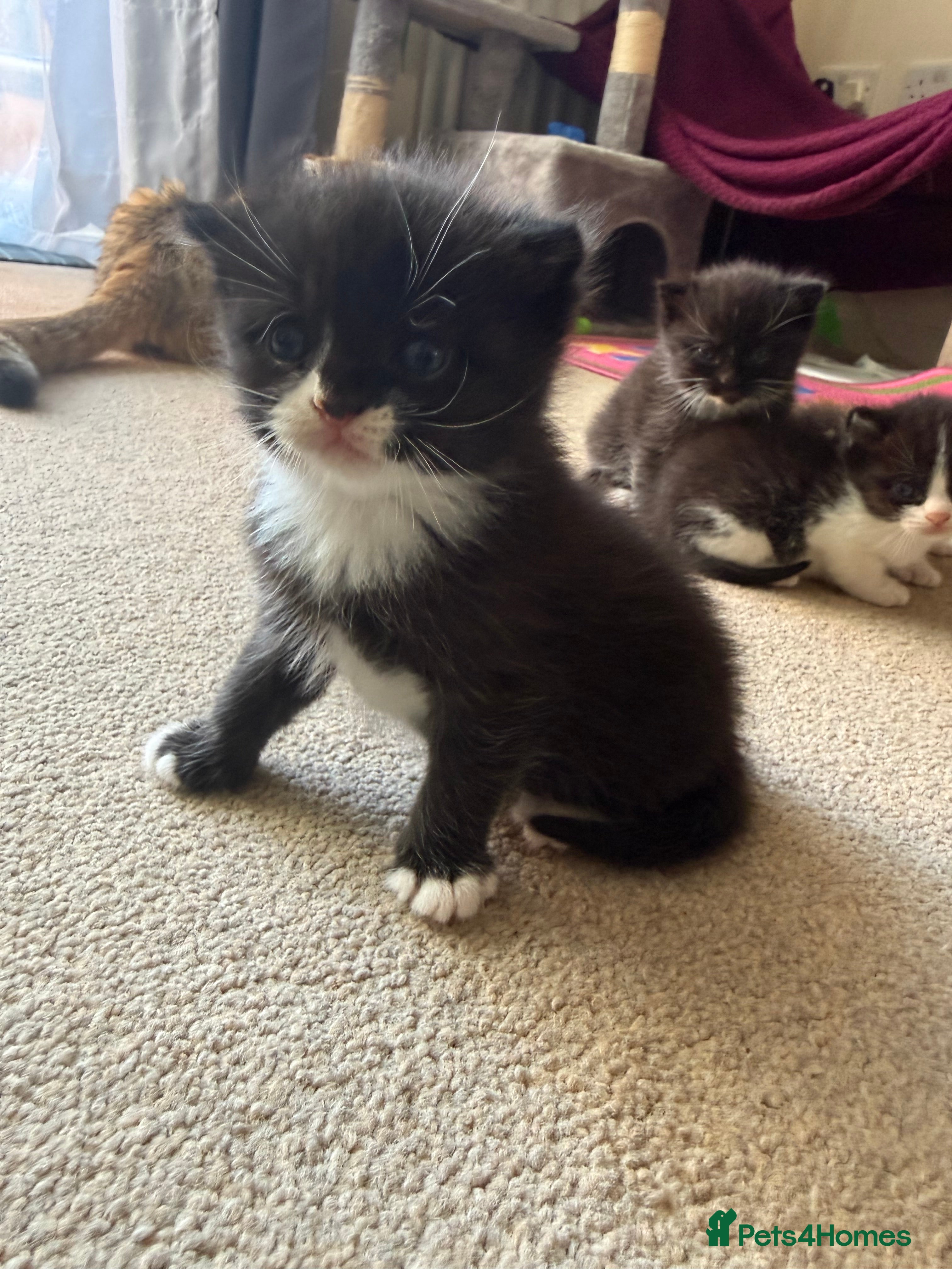 Mixed Breed cats 3 male kittens for sale  - Advert 10