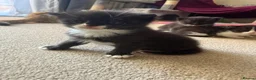 Mixed Breed cats for sale: 3 male kittens for sale  in Evesham - Advert 17