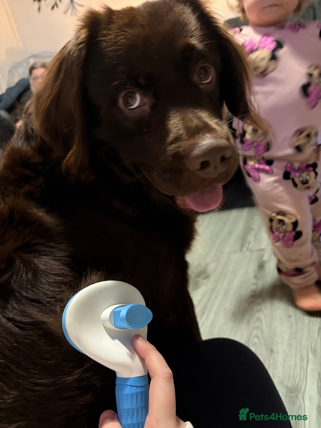 Cockerdor dogs for sale: Labrador x cocker spaniel x poodle male dog - Advert 4