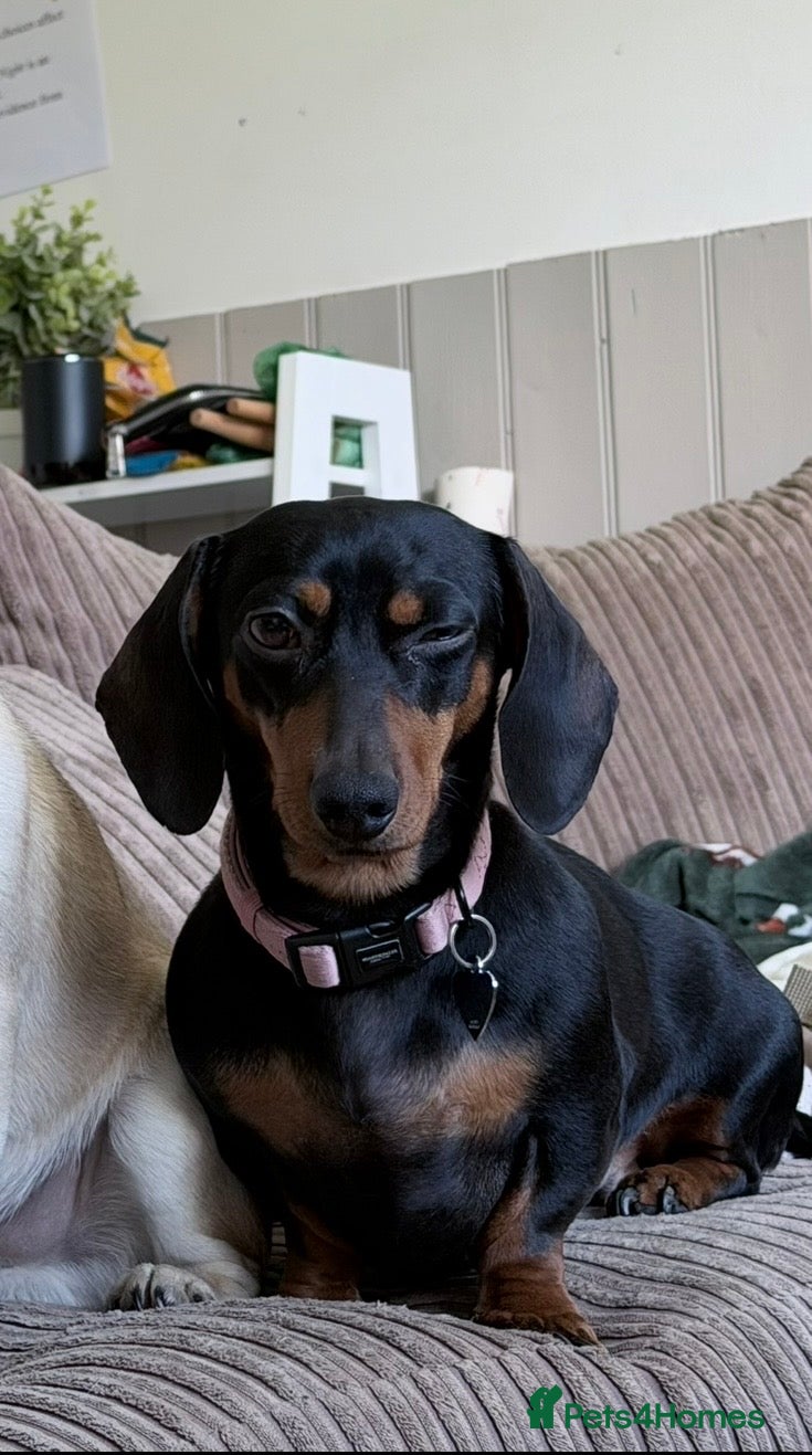 Miniature Dachshund dogs Miniature Dachshund for Breeding – Winnie 🐾 - Advert 1