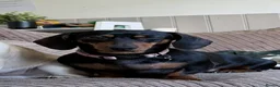 Miniature Dachshund dogs for stud: Miniature Dachshund for Breeding – Winnie 🐾 - Advert 1