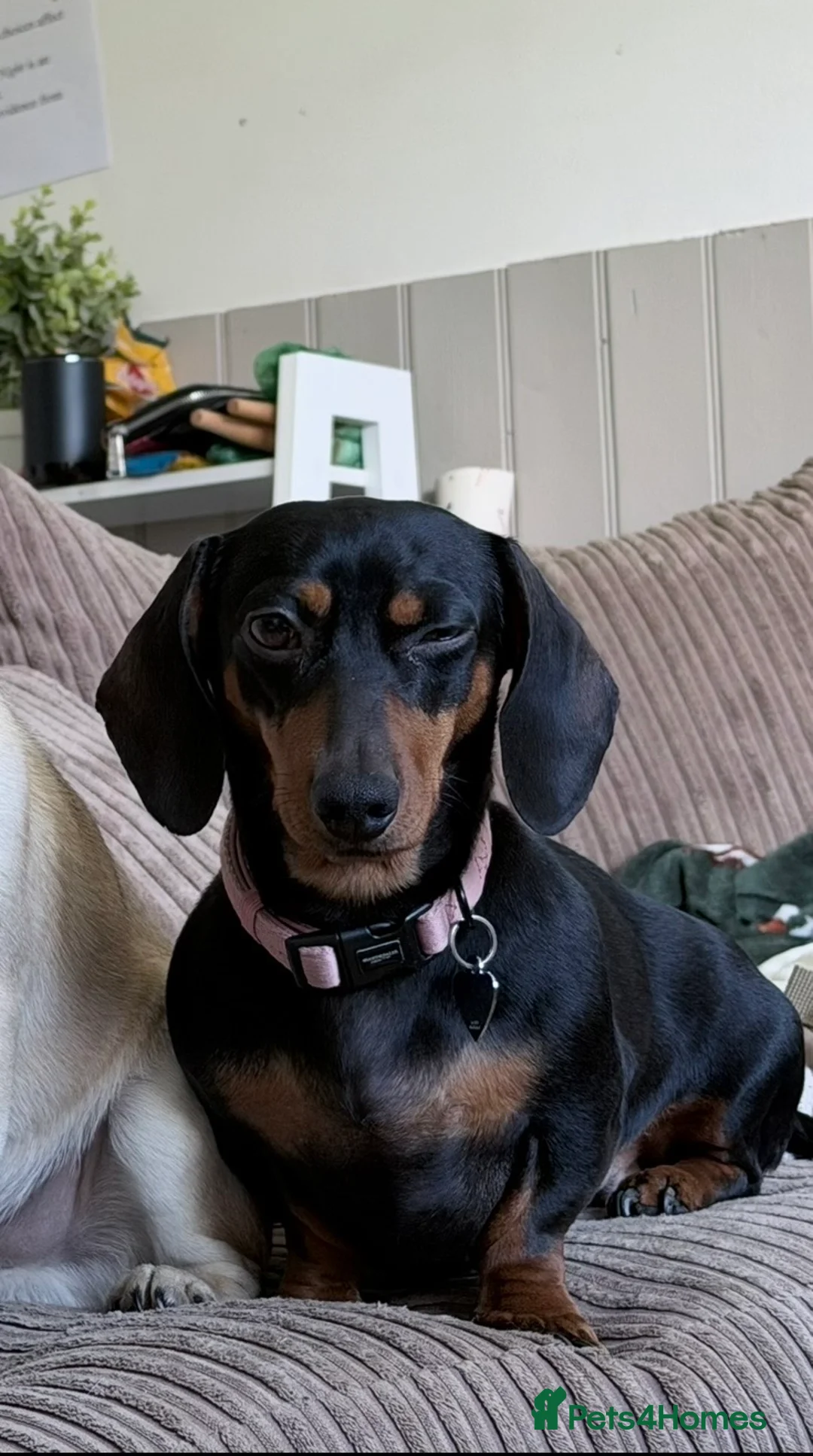 Miniature Dachshund dogs for stud: Miniature Dachshund for Breeding – Winnie 🐾 - Advert 1