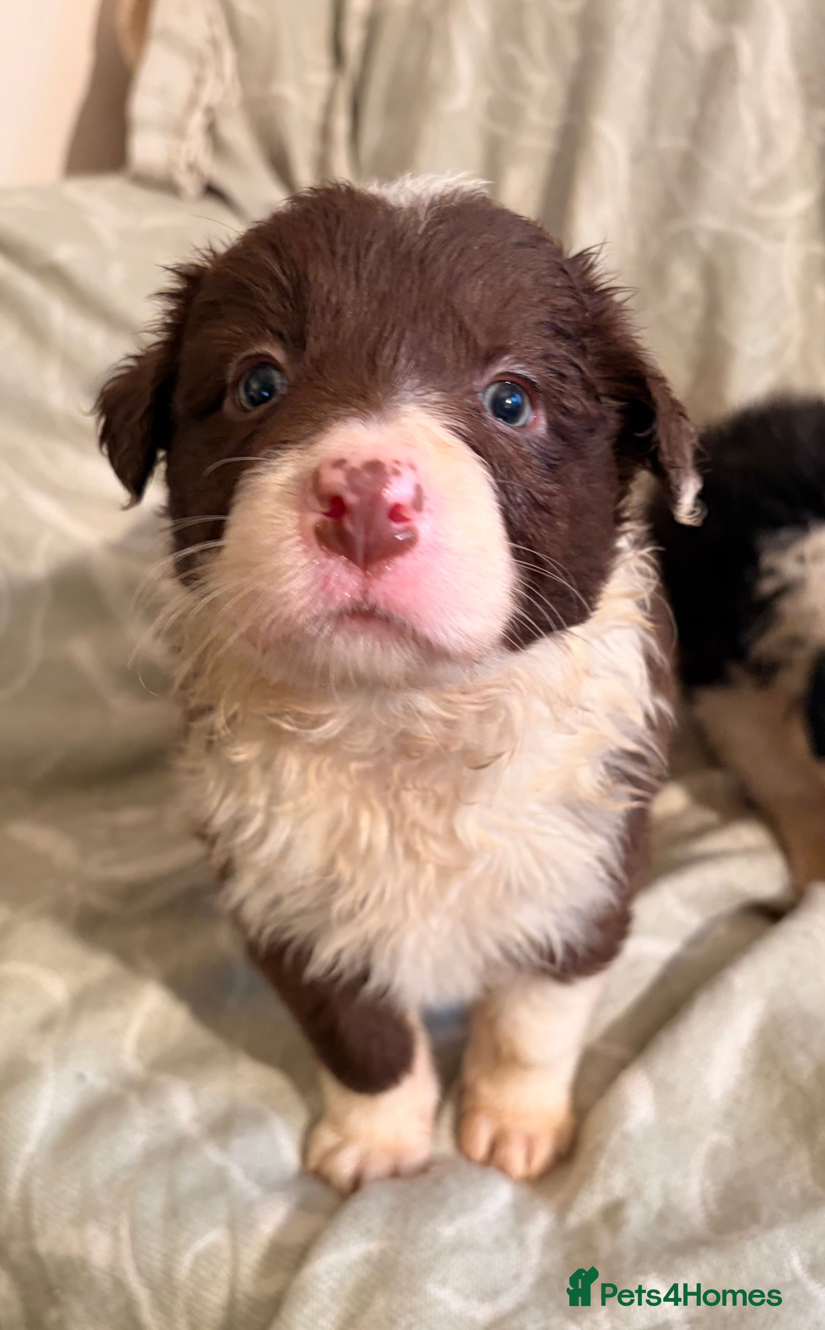 Border Collie dogs HEALTH TESTED CLEAR PARENTS BORDER COLLIE PUPS - Advert 11