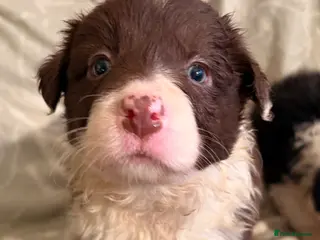 Border Collie dogs HEALTH TESTED CLEAR PARENTS BORDER COLLIE PUPS - Advert 11