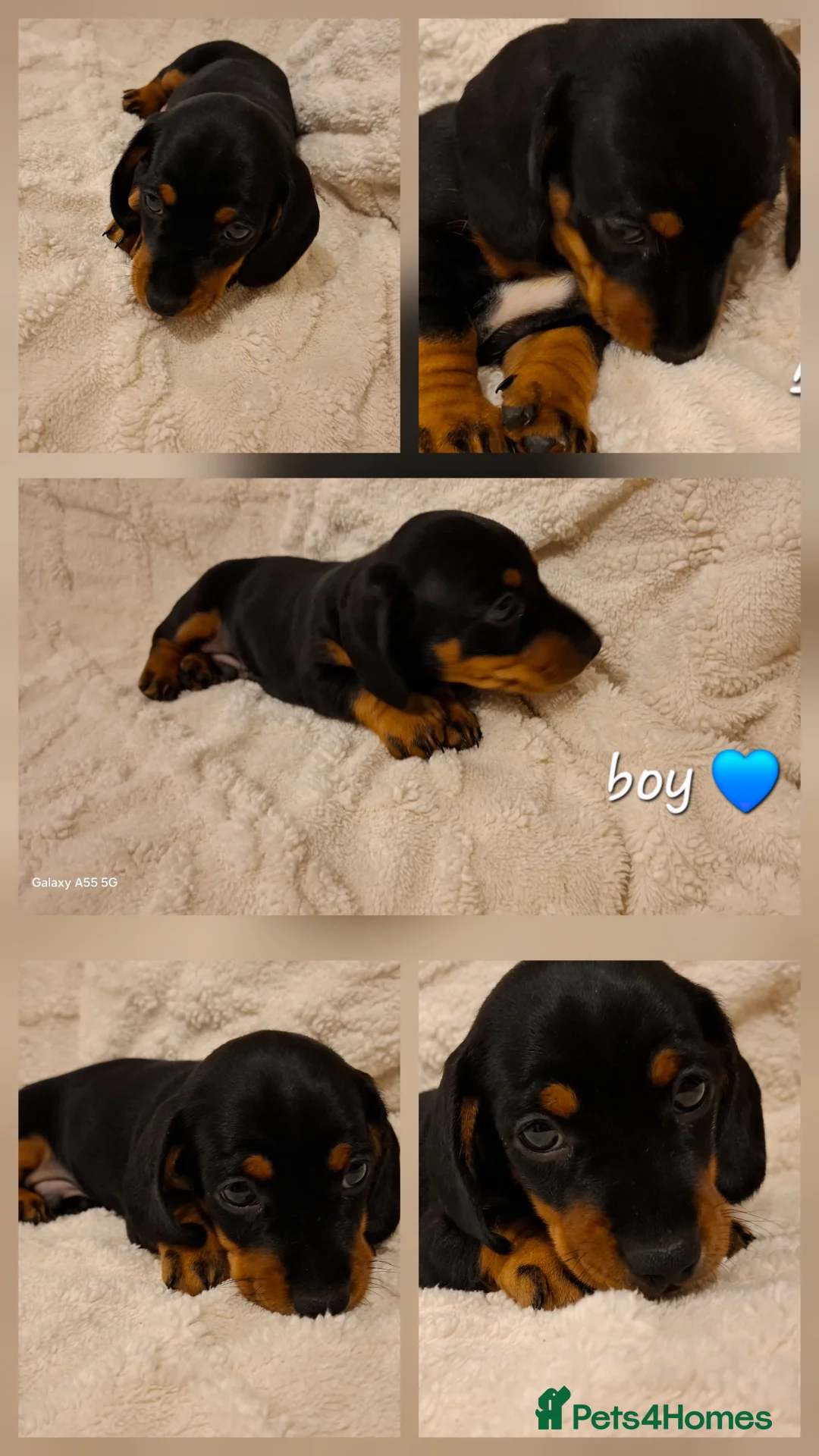 Miniature Dachshund dogs for sale: Miniature Dachshunds  - Advert 6