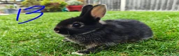 Netherland Dwarf rabbits for sale: Netherland dwarf  - Advert 9